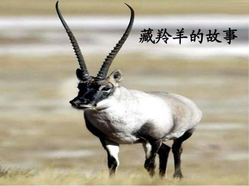 藏羚羊的故事