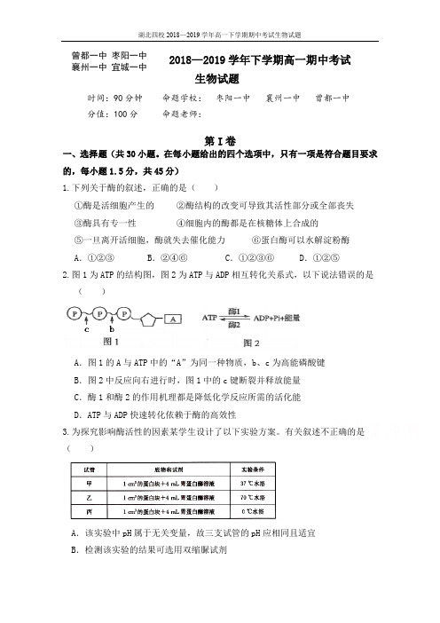 2018-2019学年湖北四校(襄州一中、枣阳一中、宜城一中、曾都一中)高一下学期期中联考生物试题(含答案)