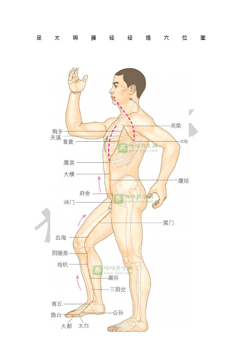 脾经的位置图