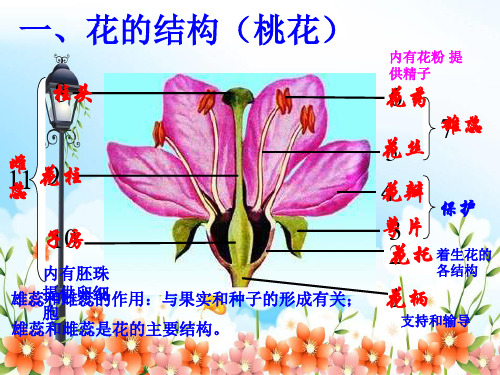 2022年济南初中生物八上《花的结构与类型》公开课课件5