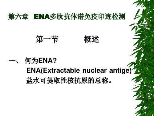 ENA多肽抗体谱免疫印迹检测