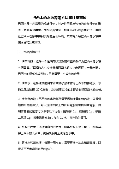 巴西木的水培养殖方法和注意事项