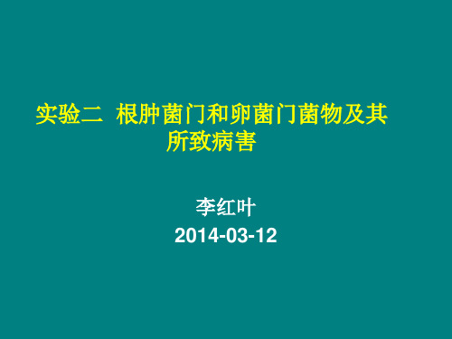 植物病理学 实验三 根肿菌和卵菌门菌物及其所致的病害 图文