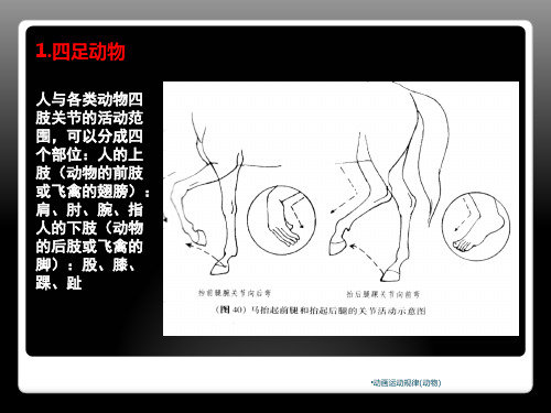 动画运动规律动物