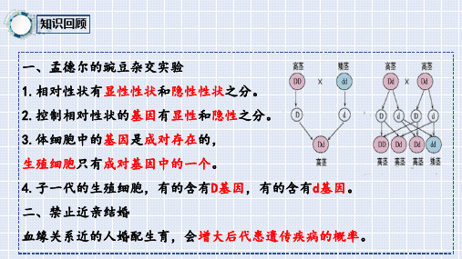 第四节人的性别遗传课件2022-2023学年人教版生物八年级下册