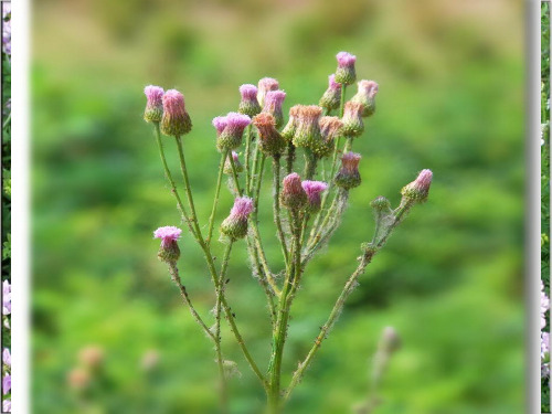 《花钟》ppt课件(27页)