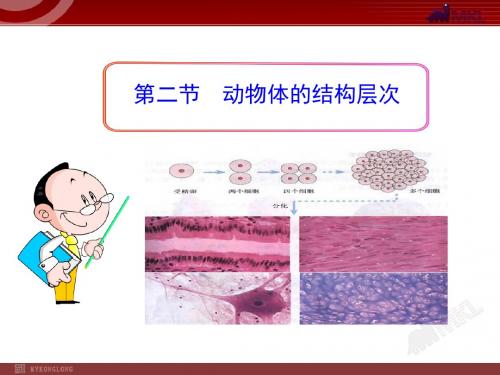 初中生物七年级上册第二节 动物体的结构层次