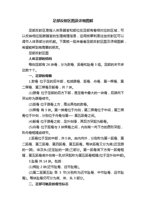 足部反射区图及详细图解