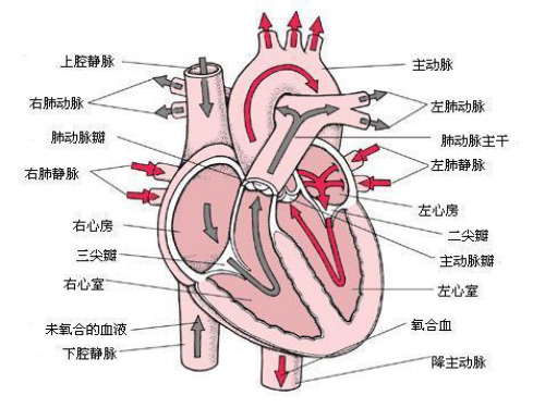 肺动脉高压病人的麻醉处理课件