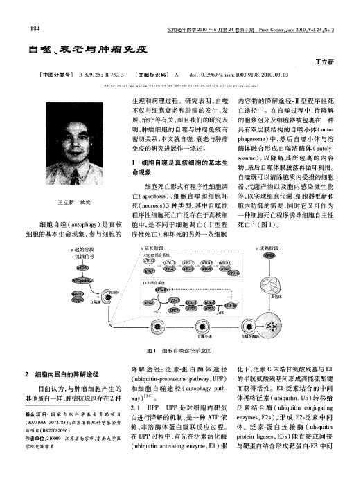 自噬、衰老与肿瘤免疫