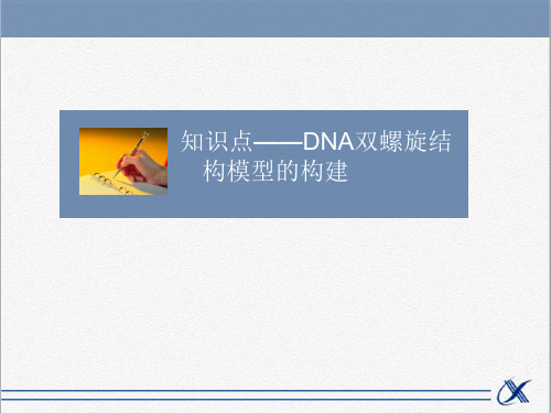 人教版高中生物必修2遗传与进化课件知识点-DNA双螺旋结构模型的构建