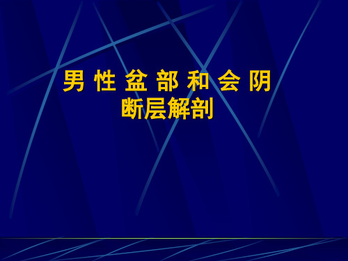 11 男性盆部和会阴断层解剖