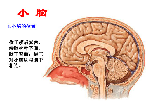 小脑-间脑ppt课件