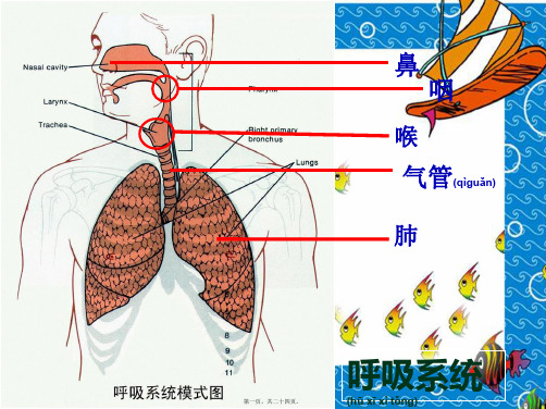 七年级生物下册 6.2《人体的呼吸》课件1