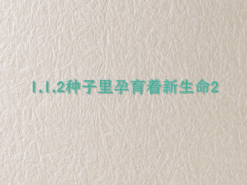 教科版四年级科学下册1-1-2种子里孕育着新生命2 教学课件