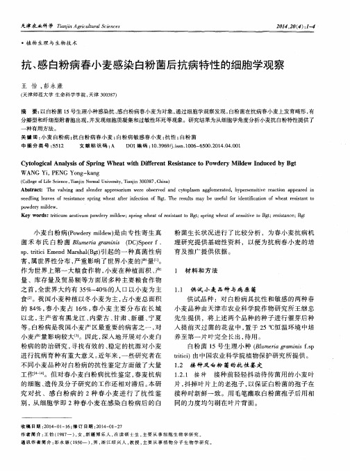 抗、感白粉病春小麦感染白粉菌后抗病特性的细胞学观察