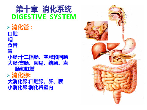 《组织胚胎学》本科课件-消化系统