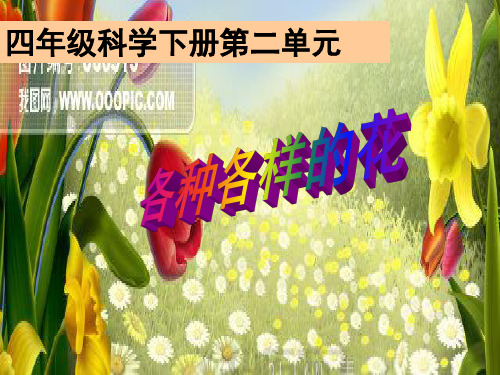 四年级下 各种各样的花教科版ppt (共27页)