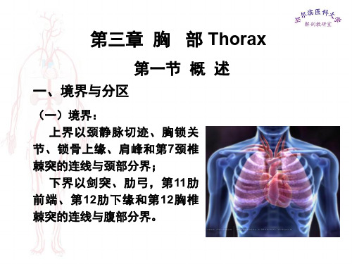 局部解剖学胸部医学课件ppt