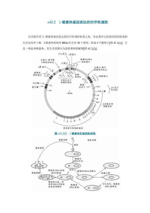 e42-2λ噬菌体基因表达的时序性调控