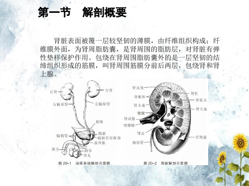 第二十章肾脏疾病文档ppt