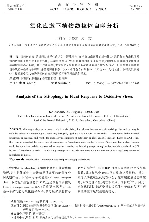 氧化应激下植物线粒体自噬分析