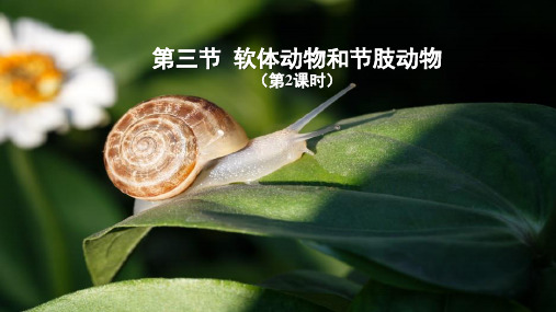 软体动物和节肢动物第二课时课件人教版生物八年级上册