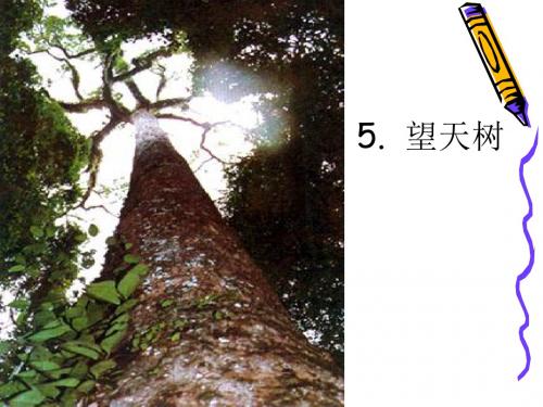 《望天树》 ppt课件全面版