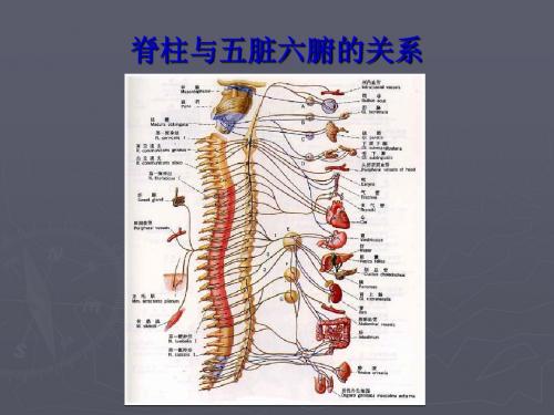 脊柱与五脏六腑关系