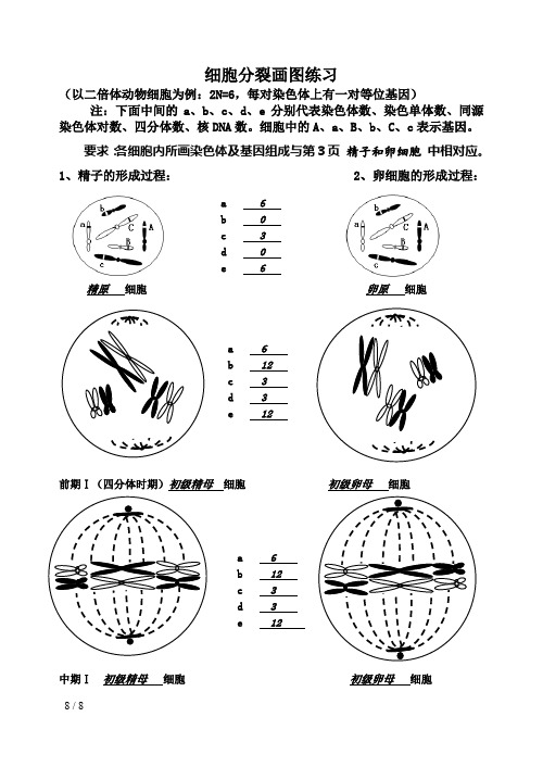 高中生物细胞分裂画图练习示例