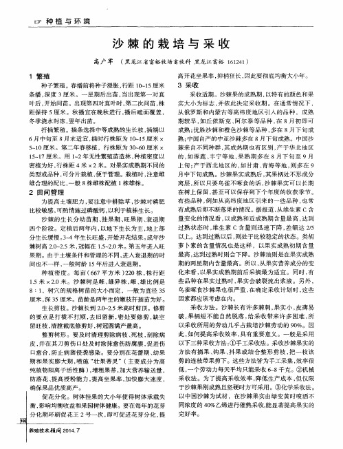 沙棘的栽培与采收