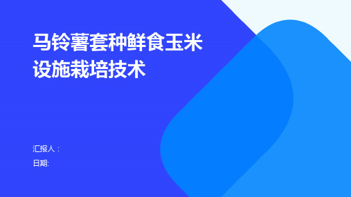 马铃薯套种鲜食玉米设施栽培技术