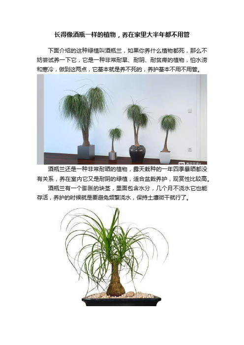 长得像酒瓶一样的植物，养在家里大半年都不用管