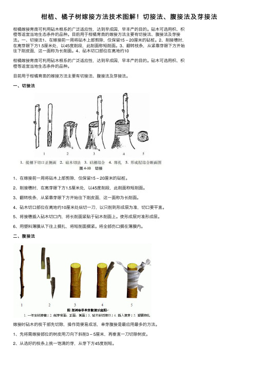 柑桔、橘子树嫁接方法技术图解！切接法、腹接法及芽接法