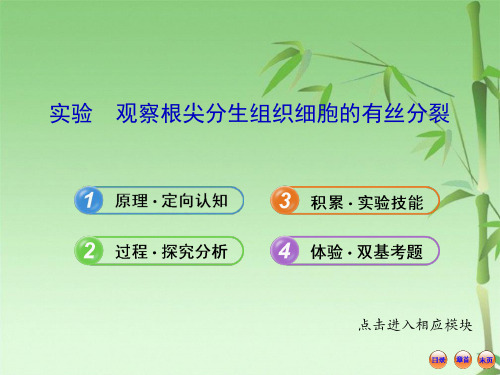 高中生物全程复习方略人教版配套课件16实验观察根尖分生组织细胞的有丝分裂(共33张PPT)