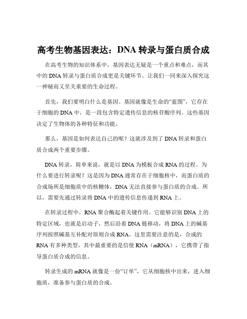 高考生物基因表达：DNA转录与蛋白质合成