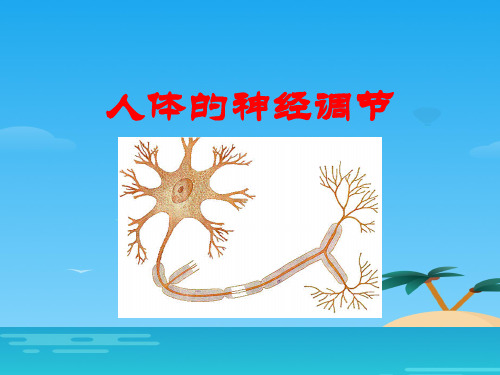 《人体的神经调节》PPT[优秀课件资料]