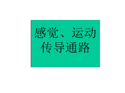 感觉和运动传导通路ppt课件