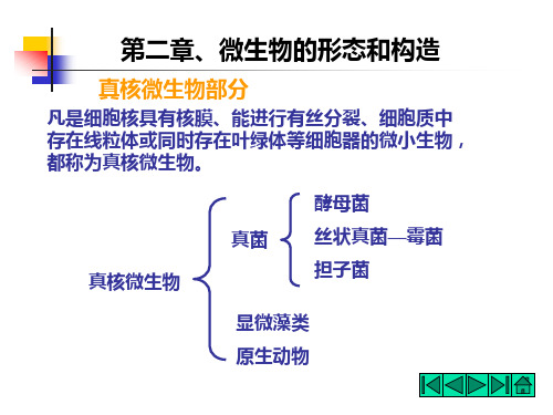 酵母菌