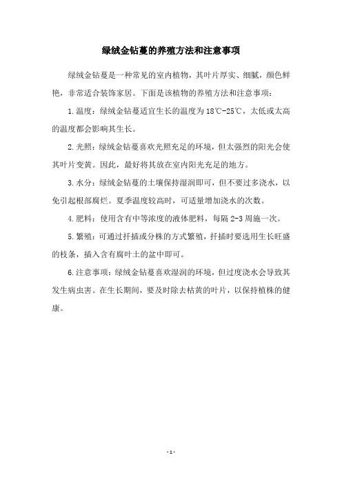 绿绒金钻蔓的养殖方法和注意事项