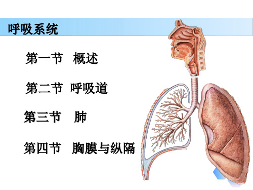 解剖学基础第六章《呼吸系统—肺》PPT课件