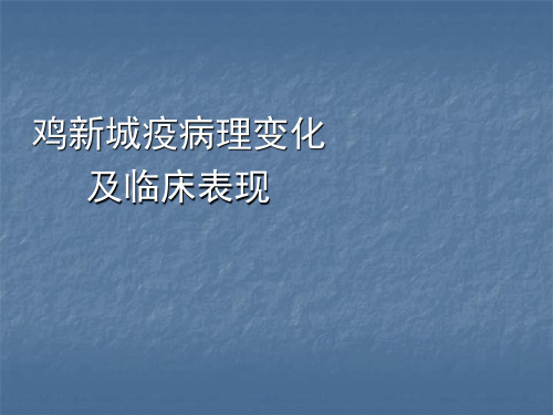 鸡新城疫病理变化及临床表现