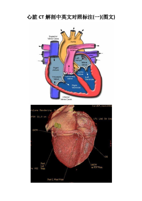心脏CT解剖中英文对照标注
