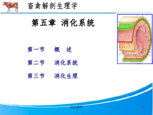 畜禽解剖生理5消化系统ppt课件