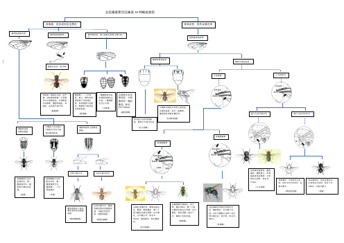 常见苍蝇检索图