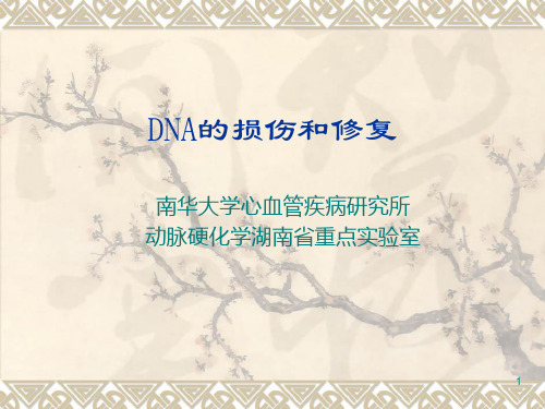 DNA的损伤和修复