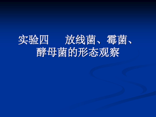 放线菌、霉菌、酵母菌形态观察