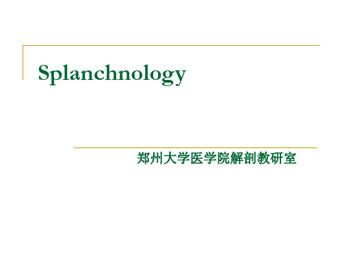 消化内脏Splanchnology( 郑州大学医学院)