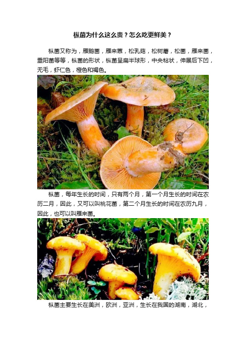 枞菌为什么这么贵？怎么吃更鲜美？