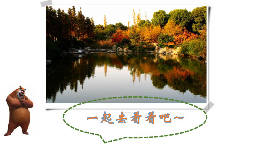 一年级科学上册课件观察一棵植物教科版